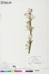 Salix alaxensis var. longistylis image