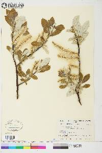 Salix alaxensis image