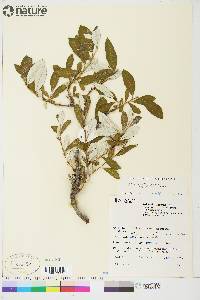 Salix alaxensis image