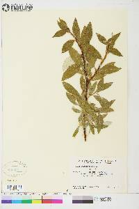 Salix longistylis image