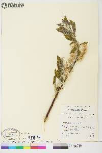 Salix alaxensis var. longistylis image