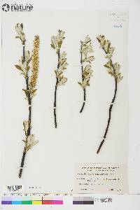 Salix longistylis image