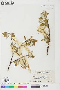 Salix longistylis image