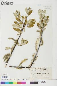 Salix longistylis image