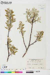 Salix longistylis image