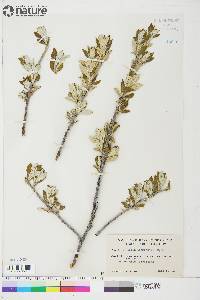 Salix longistylis image