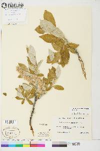 Salix alaxensis image