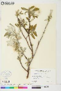 Salix alaxensis image