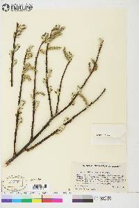 Salix longistylis image