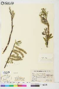 Salix longistylis image