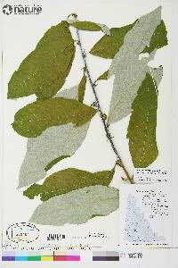 Salix alaxensis var. longistylis image