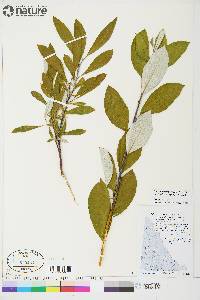 Salix alaxensis var. longistylis image