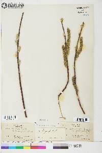 Salix longistylis image