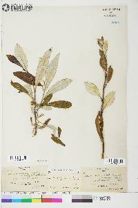 Salix longistylis image