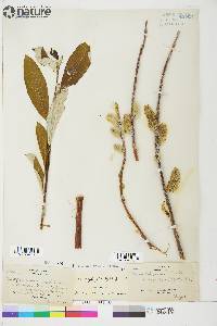 Salix longistylis image