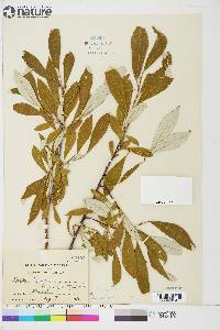 Salix alaxensis var. longistylis image