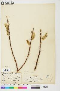 Salix alaxensis var. longistylis image