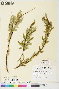 Salix arbusculoides image