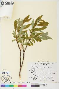 Salix arbusculoides image