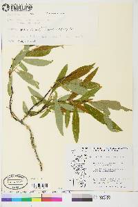 Salix arbusculoides image