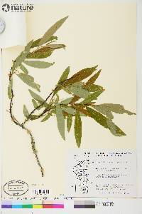 Salix arbusculoides image