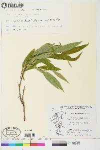 Salix arbusculoides image