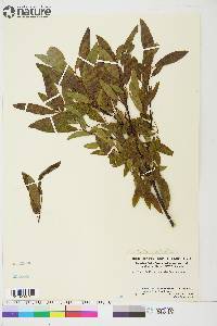 Salix arbusculoides image