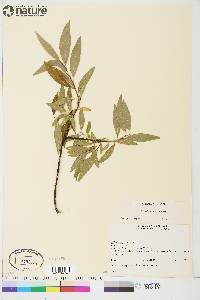 Salix arbusculoides image