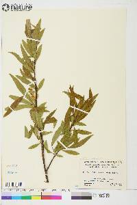 Salix arbusculoides image