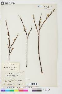 Salix arbusculoides image