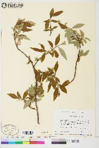 Salix arbusculoides image