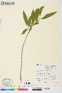 Salix arbusculoides image