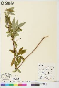 Salix arbusculoides image