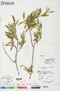 Salix arbusculoides image