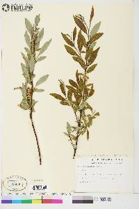 Salix arbusculoides image