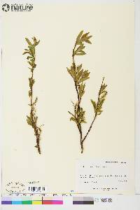 Salix arbusculoides image