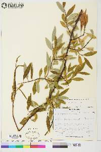 Salix arbusculoides image