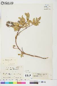 Salix arctica image