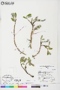 Salix arctica image