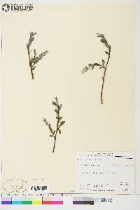 Salix arctica image