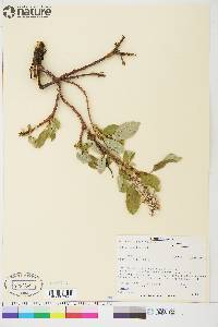 Salix arctica image