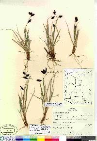 Carex atrofusca image