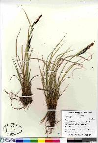 Carex aquatilis var. minor image