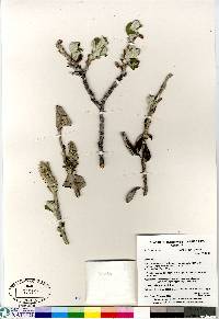 Salix alaxensis image