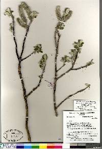 Salix alaxensis image