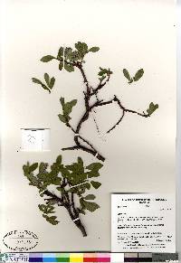 Salix arctica image