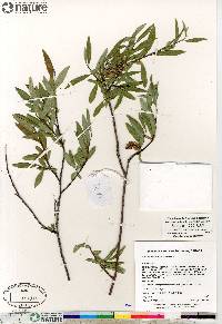 Salix arbusculoides image