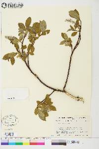 Salix arctica image