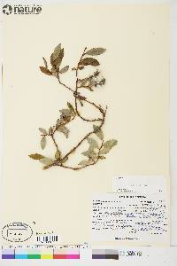 Salix arctica image