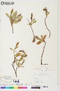 Salix arctica image